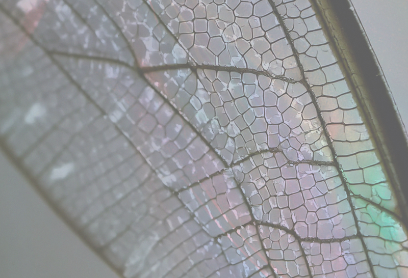 METAMORPHOSIS: EL VIAJE MULTISENSORIAL DE IRIS CERAMICA GROUP